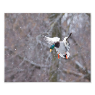 Drake Mallard Duck in Snow Photography Print