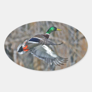 Drake mallard in flight oval sticker
