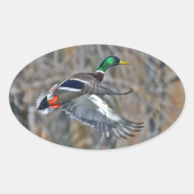 Drake mallard in flight oval sticker (Front)