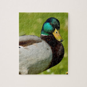 Drake mallard on grass jigsaw puzzle