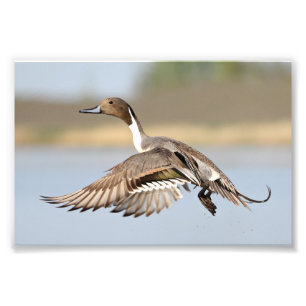 Drake Pintail Duck Takeoff In Flight Photo Print