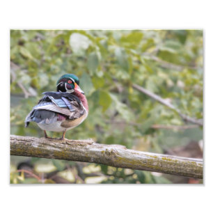 Drake Wood Duck on Log Photo Print