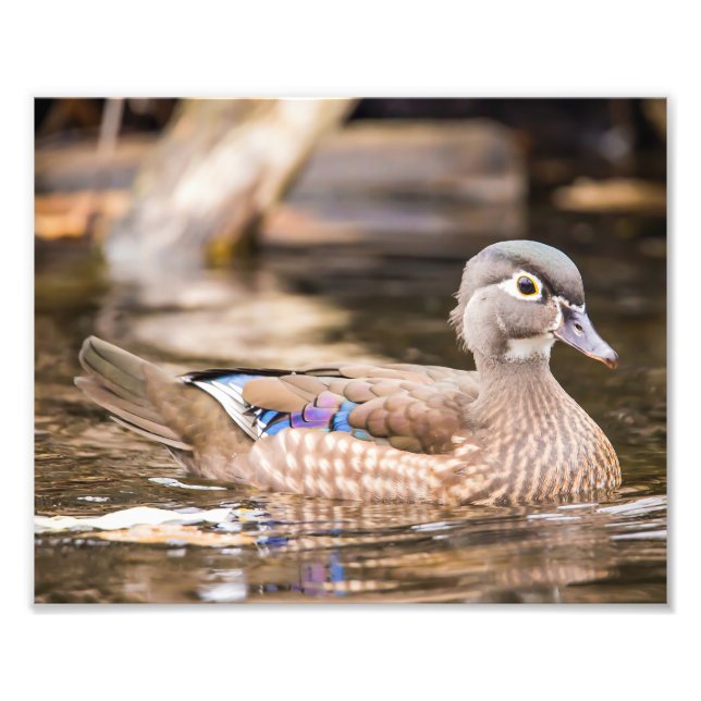 Drake Wood Duck "Secluded" Poster (Front)