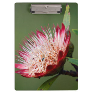 Drakensberg Sugarbush (Protea Dracomontana) Clipboard