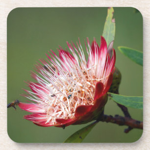 Drakensberg Sugarbush (Protea Dracomontana) Coaster