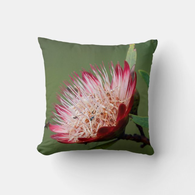 Drakensberg Sugarbush (Protea Dracomontana) Cushion (Front)