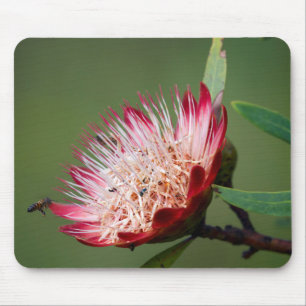 Drakensberg Sugarbush (Protea Dracomontana) Mouse Pad