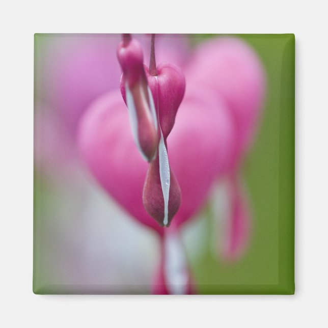 Dramatic colour and shape of bleeding heart magnet (Front)