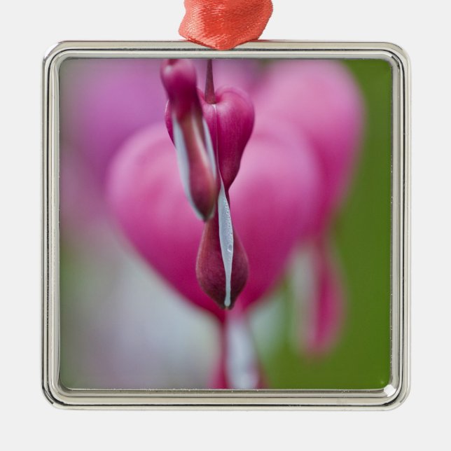 Dramatic colour and shape of bleeding heart metal ornament (Front)