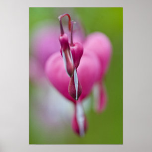 Dramatic colour and shape of bleeding heart poster