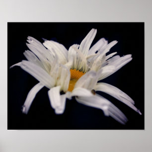 Dramatic Daisy Flower Poster