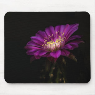 Dramatic Flatty Cake Cactus flower Mouse Pad