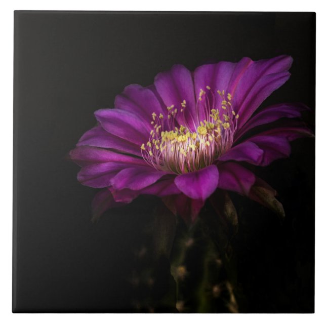 Dramatic Flatty Cake Ceramic Tile (Front)