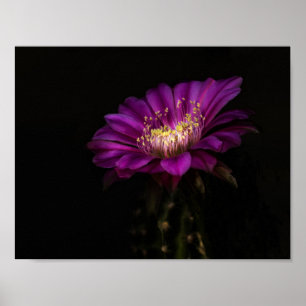 Dramatic Flatty Cake Poster