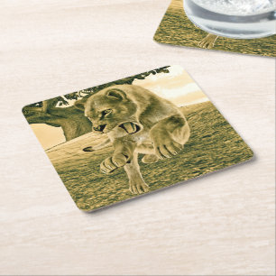 Dramatic Lioness Safari Wildlife Art Square Paper Coaster