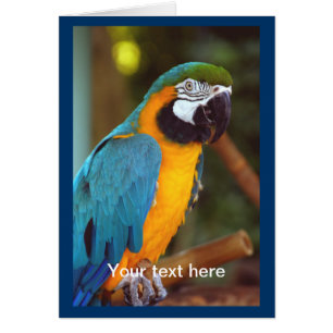 Dramatic Macaw