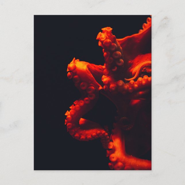 Dramatic Octopus Underwater Photo Orange & Black Postcard (Front)