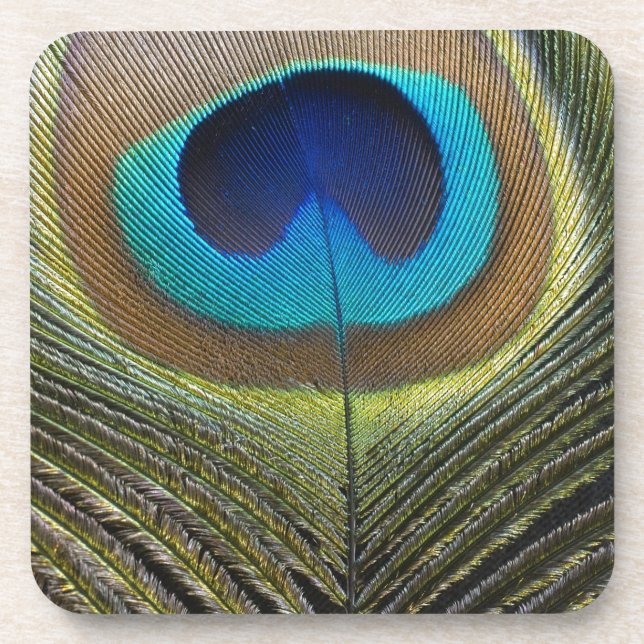 Dramatic Peacock Feather Coaster (Front)