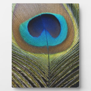 Dramatic Peacock Feather Plaque