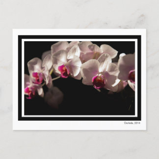 Dramatic Pink and White Orchids on Black Postcard
