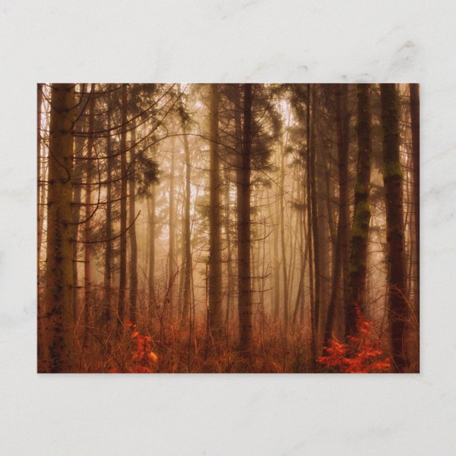 Dramatic red foggy winter snowless forest postcard (Front)