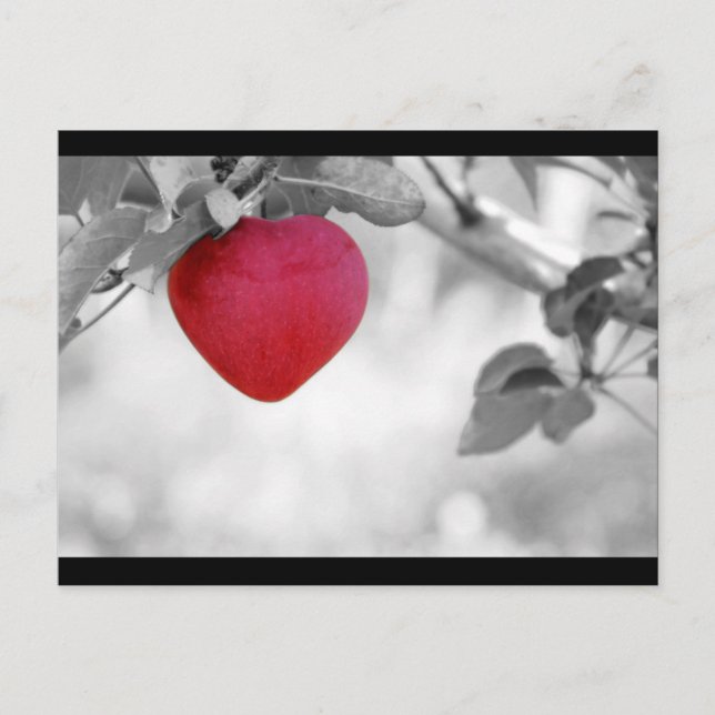 Dramatic Red Heart Shaped Apple Postcard (Front)