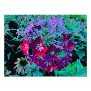 Dramatic Red, Purple and Pink Garden Flower Photo Print