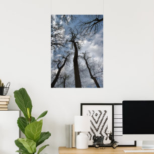 Dramatic Tulip Poplar Trees Cloudy Blue Sky Poster
