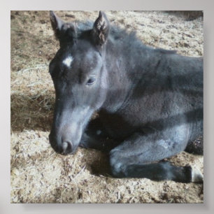 Draught Foal Poster