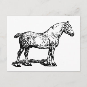 Draught Horse -- Dappled Postcard