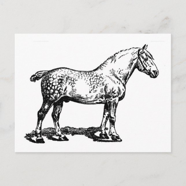 Draught Horse -- Dappled Postcard (Front)