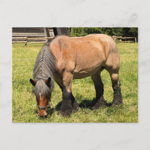 Draught Horse Postcard