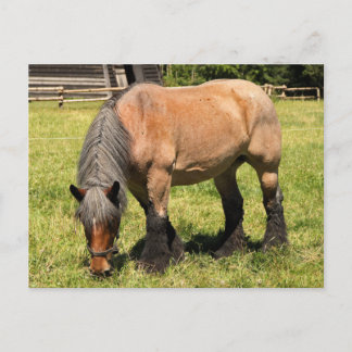 Draught Horse Postcard