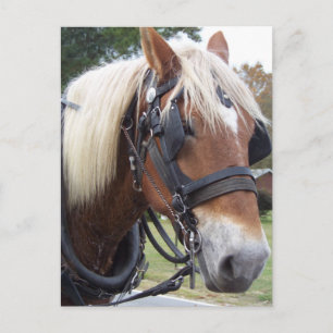 Draught Horse Postcard