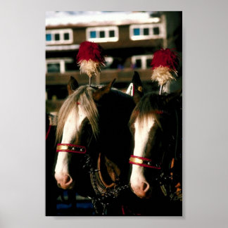 Draught   Horse Tandem Poster