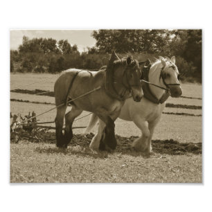 Draught horse team in harness photo print