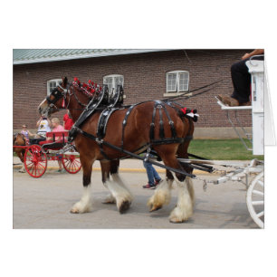 Draught Horses at a State Fair