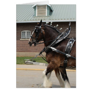 Draught Horses at a State Fair