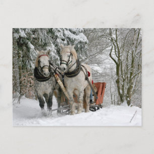 Draught Horses Christmas Holiday Postcard