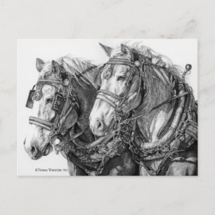 Draught Horses Drawing Postcard
