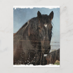 Draught Horses in a pasture Postcard
