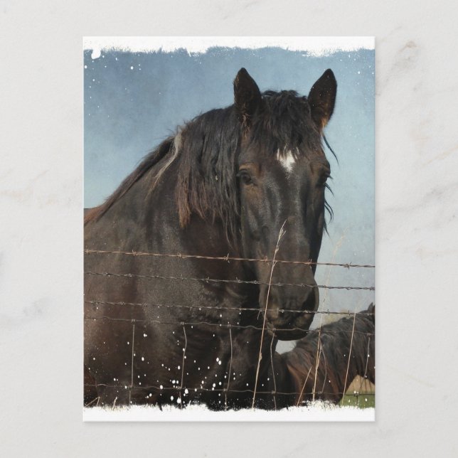 Draught Horses in a pasture Postcard (Front)
