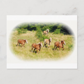 Draught horses in field postcard