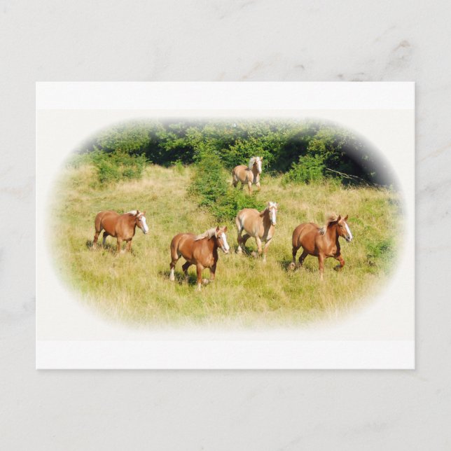 Draught horses in field postcard (Front)