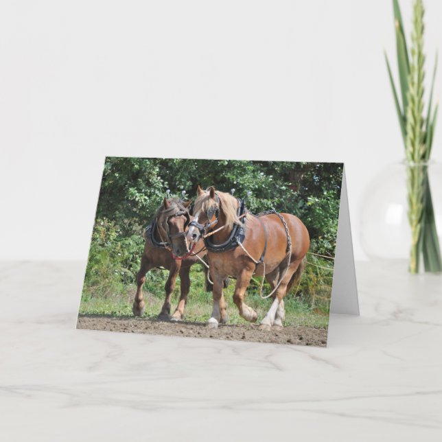 Draught   horses in harness birthday card (Front)