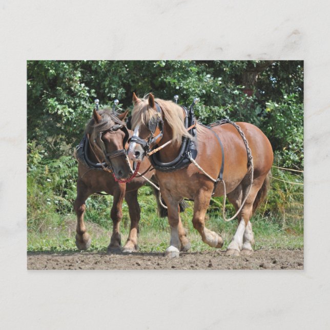 Draught horses in harness postcard (Front)