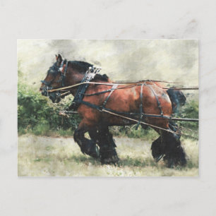 Draught horses in harness postcard