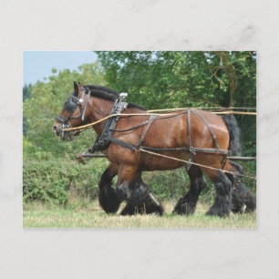 Draught horses in harness postcard