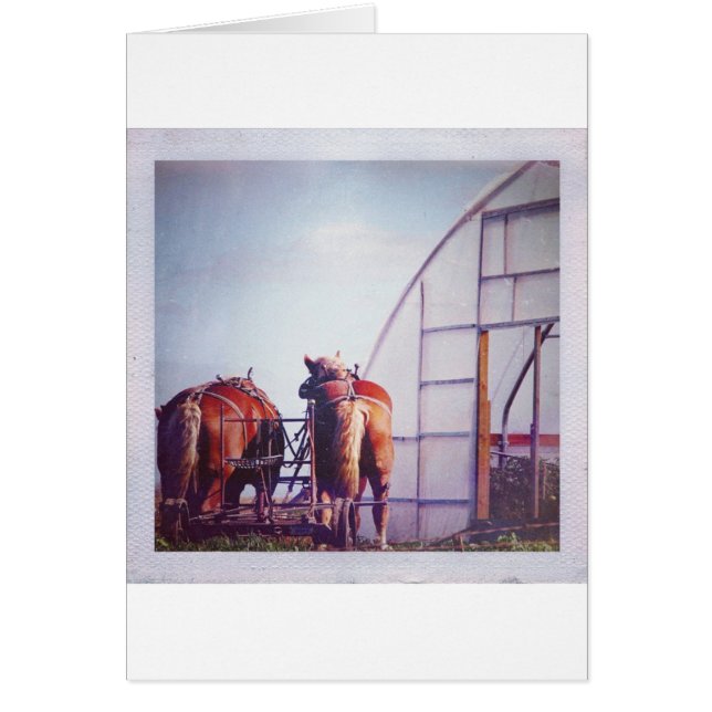 Draught Horses Ready For Work (Front)