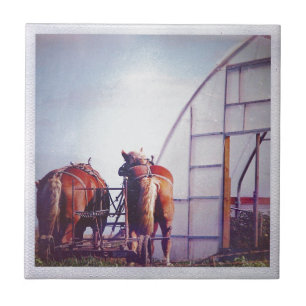 Draught Horses Ready For Work Tile